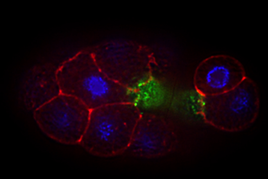 gastrulating embryo