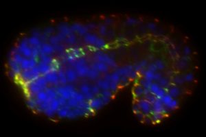 embryonic epithelia