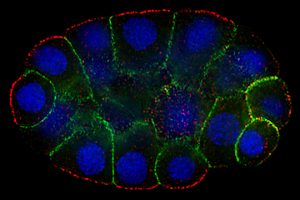 polarized early embryo